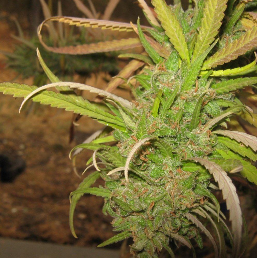 Greengoldinpot10 22