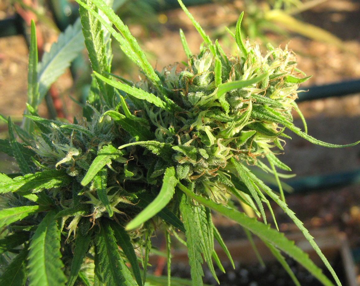 Greengoldsmallbud