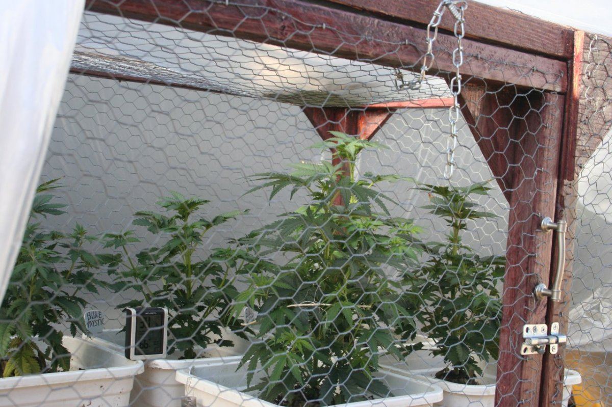 Greenhouse 2 29 12 2