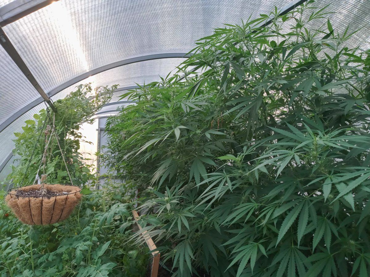Greenhouse August 2020