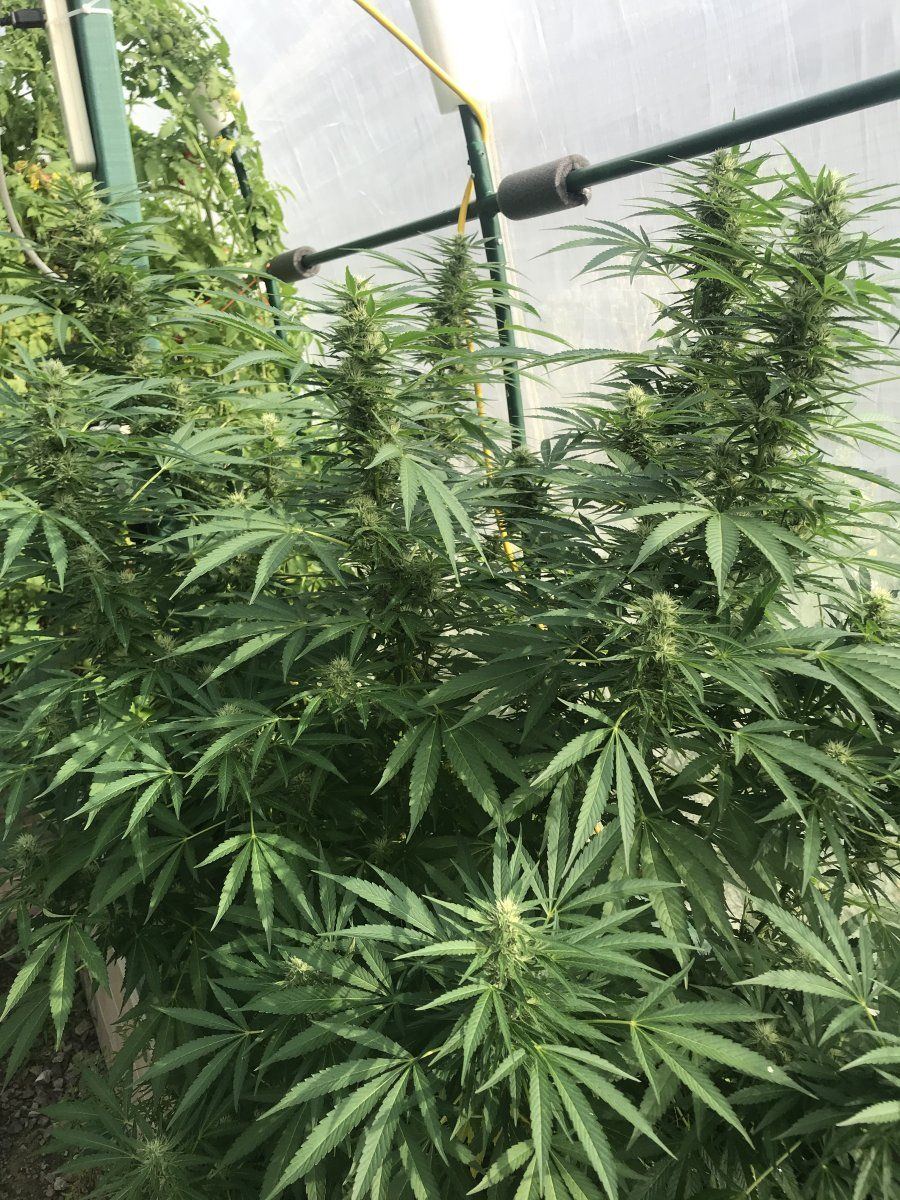 Greenhouse gg4 2