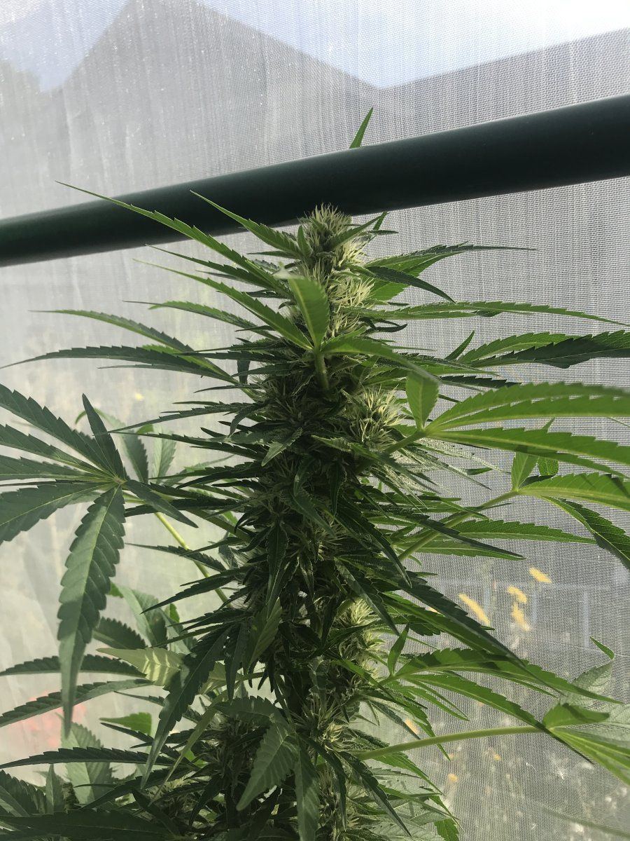 Greenhouse gg4