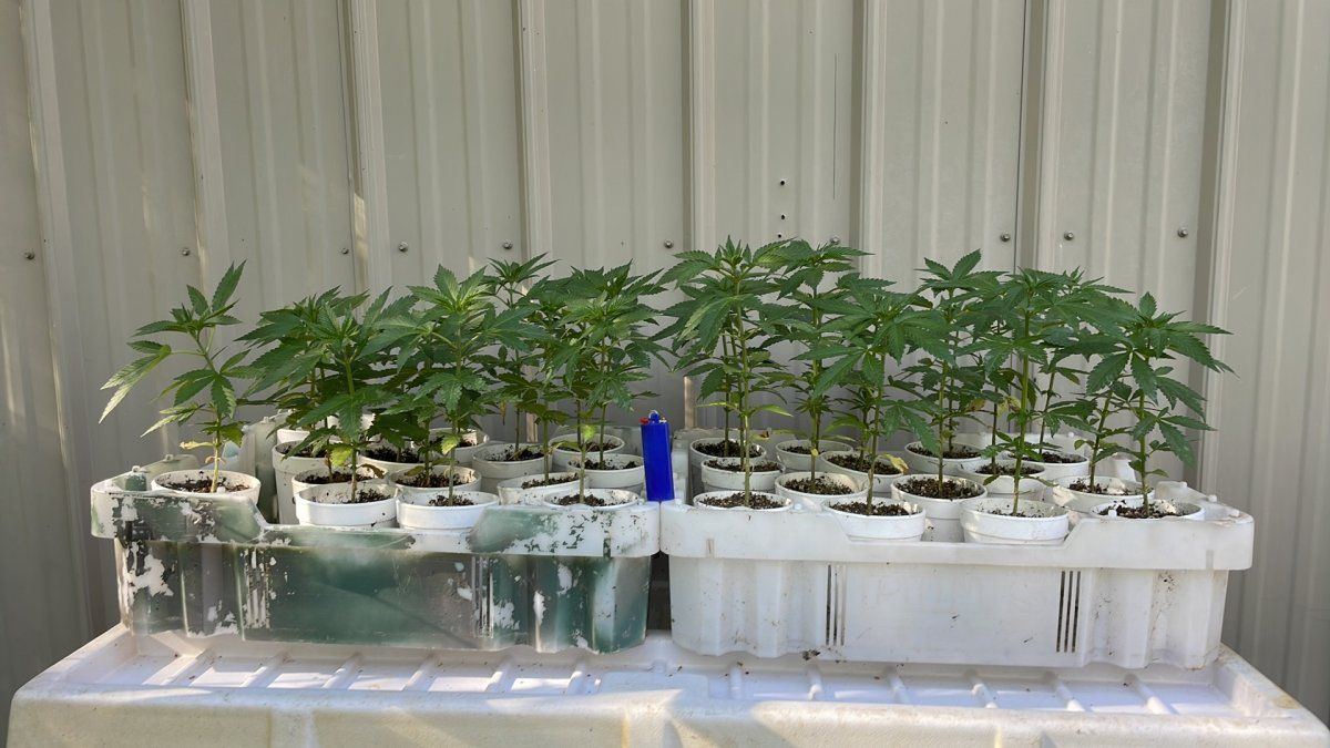 Greenhouse hydro grow first attempt 11