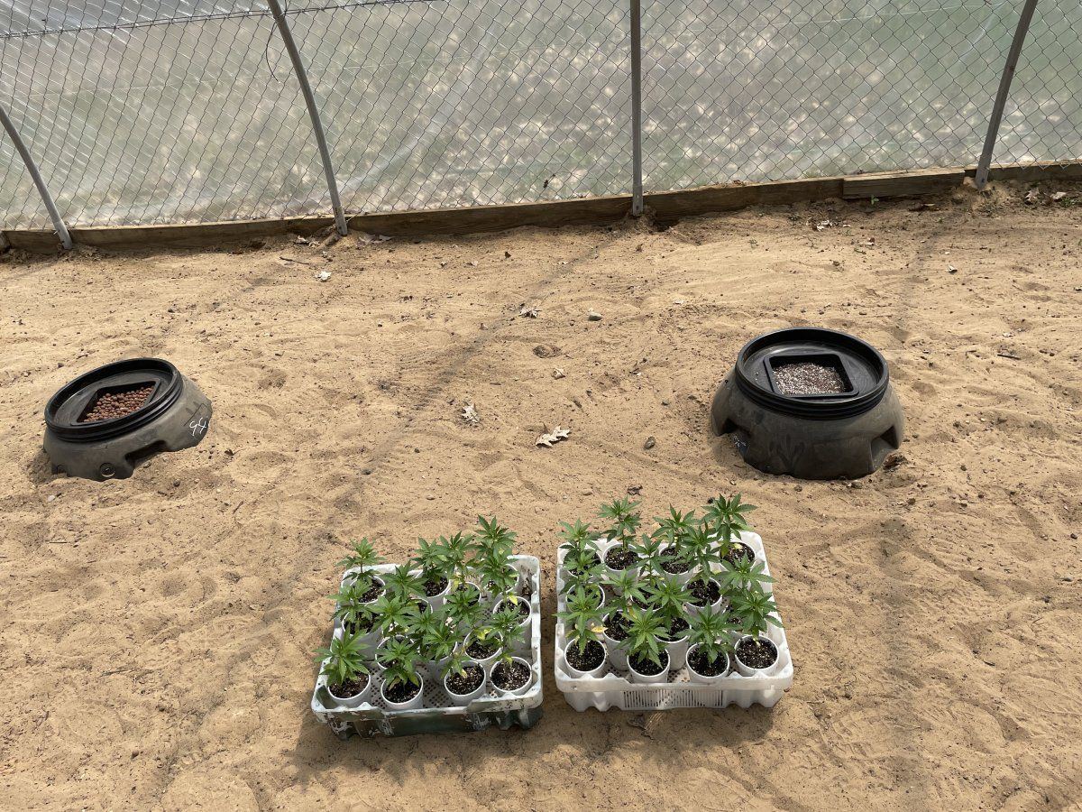 Greenhouse hydro grow first attempt 13