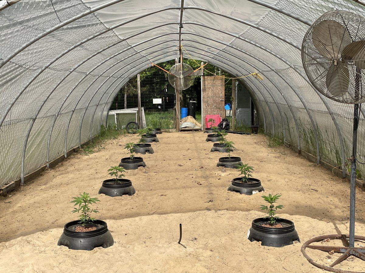 Greenhouse hydro grow first attempt 14