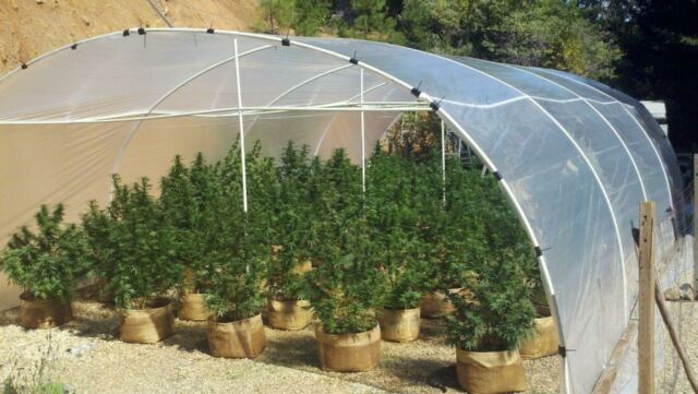 Greenhouse