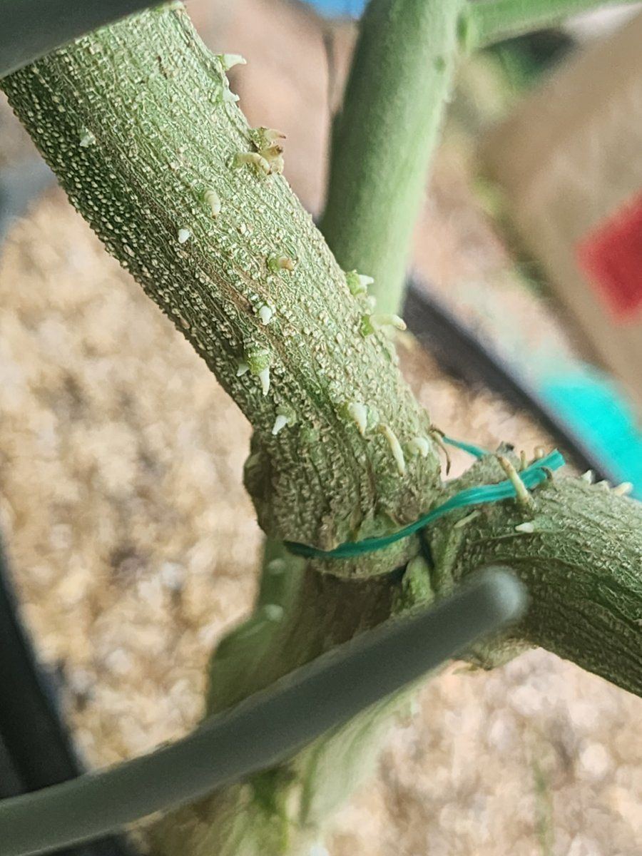 Greenhouse roots coming out of stalk