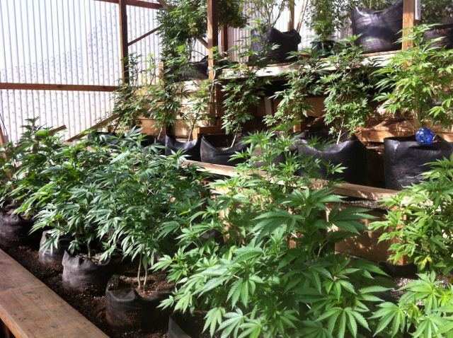 Greenhouse set up pics   02