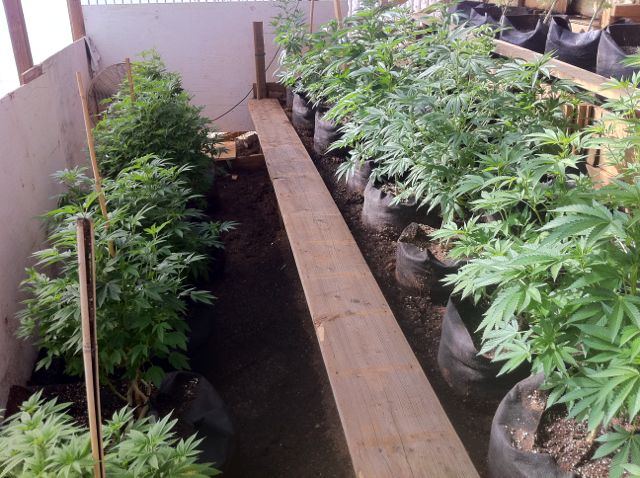 Greenhouse set up pics   04