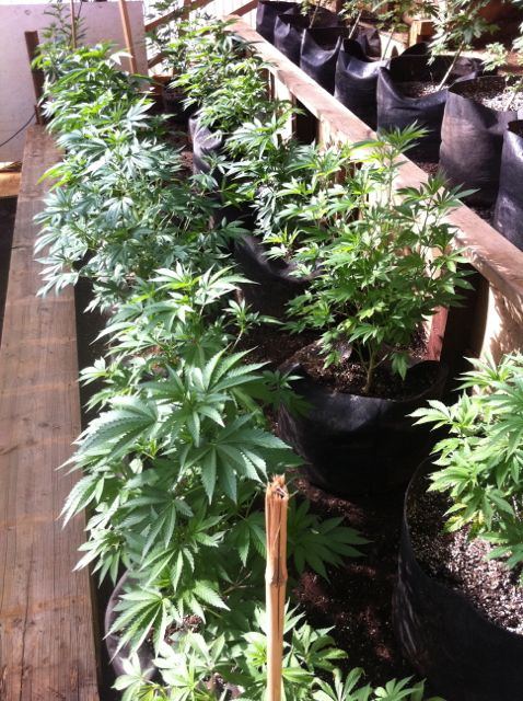 Greenhouse set up pics   05