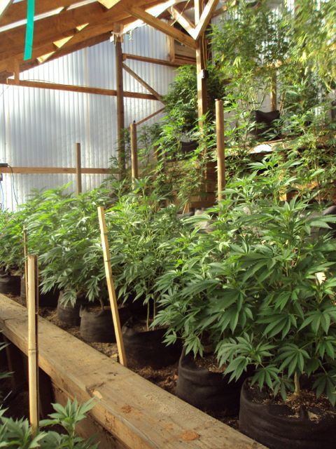 Greenhouse set up pics   06
