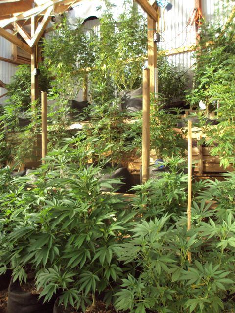 Greenhouse set up pics   07