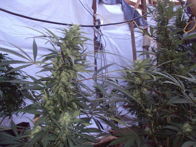 Greenhouse set up pics   08