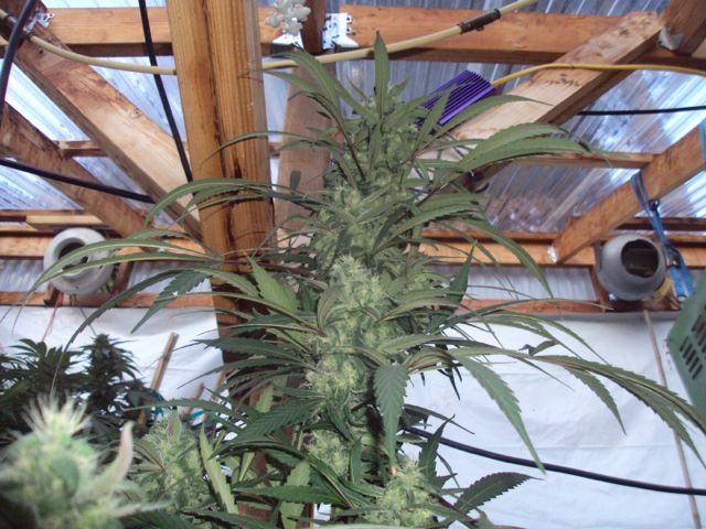 Greenhouse set up pics   10