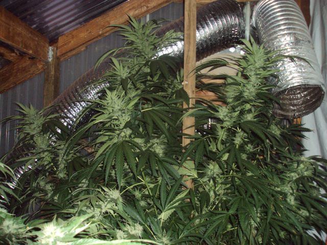 Greenhouse set up pics   11