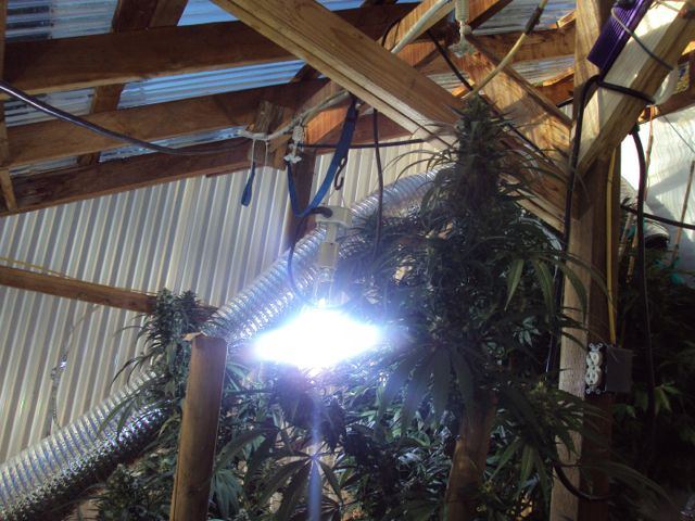 Greenhouse set up pics   13