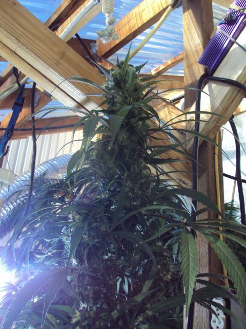 Greenhouse set up pics   14