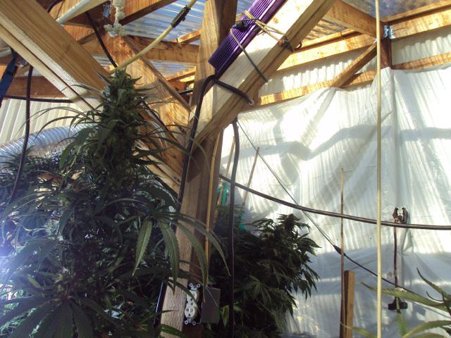 Greenhouse set up pics   15