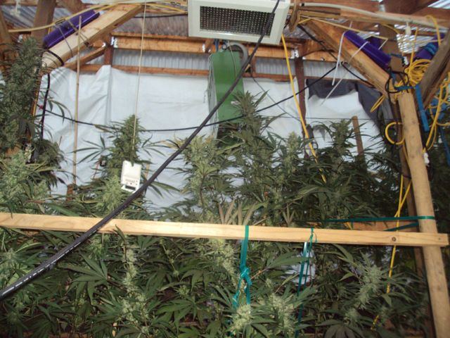 Greenhouse set up pics   19