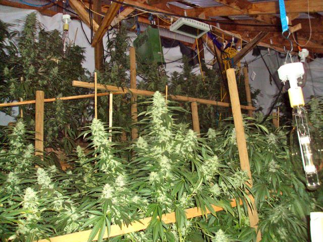 Greenhouse set up pics   20