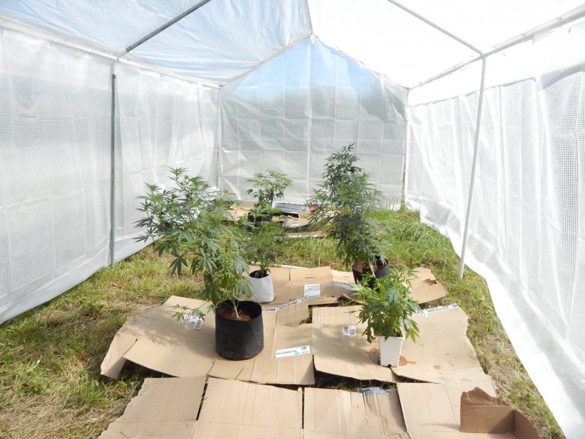 Greenhouse2 001