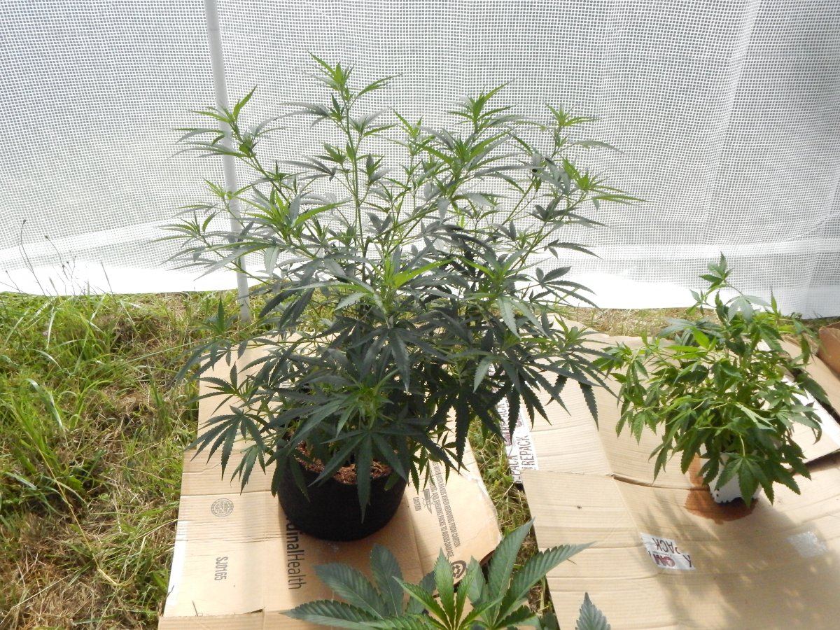 Greenhouse2 002