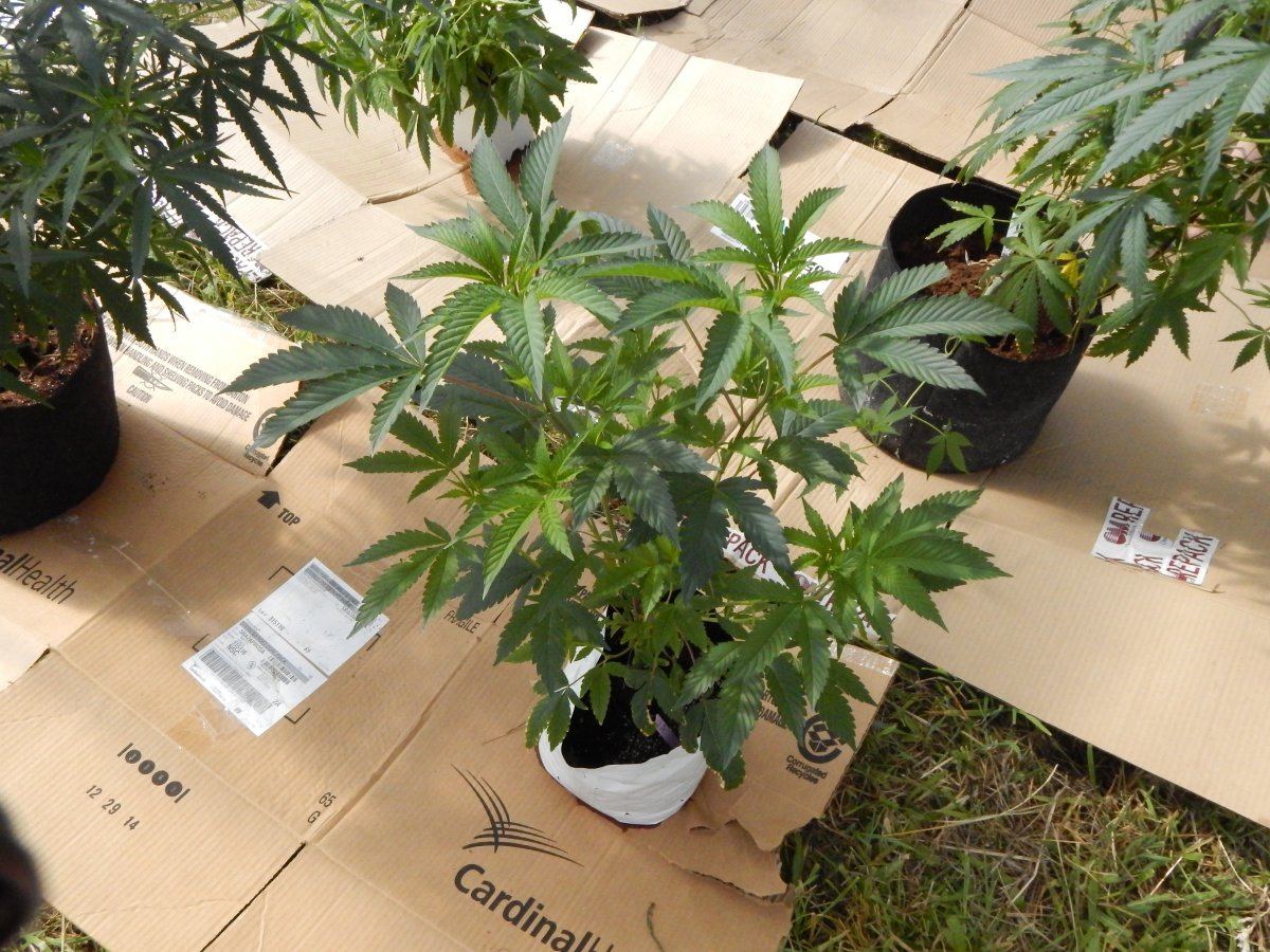 Greenhouse2 003