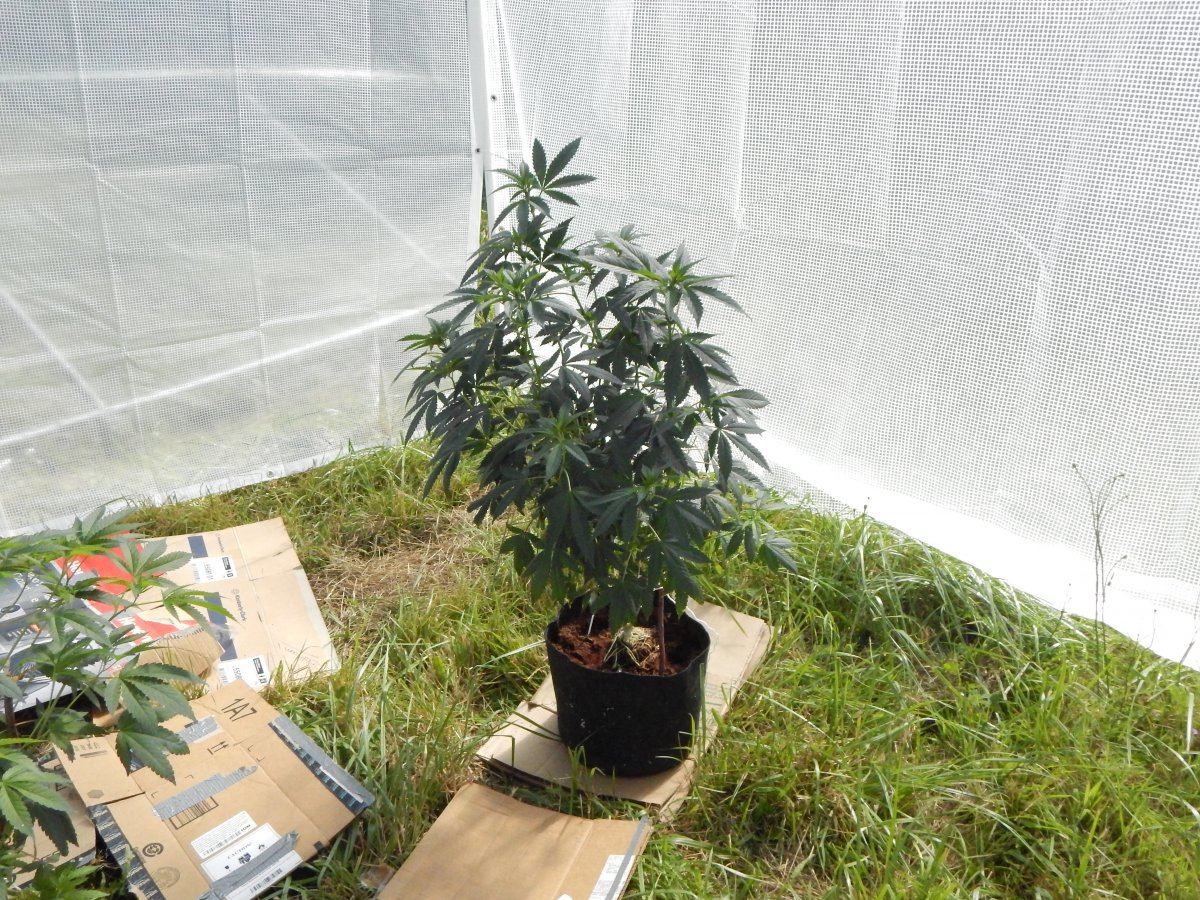 Greenhouse2 004