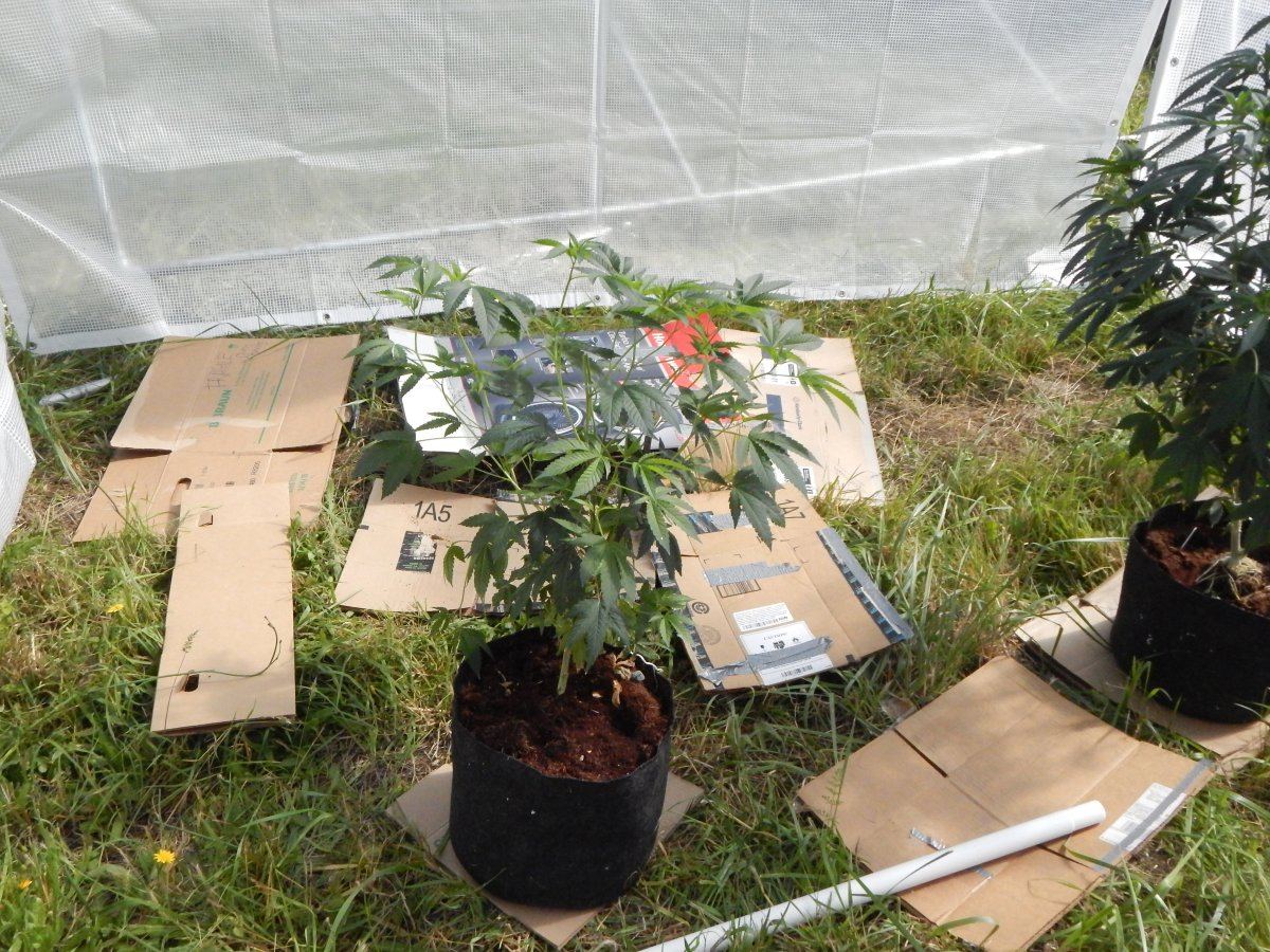 Greenhouse2 005