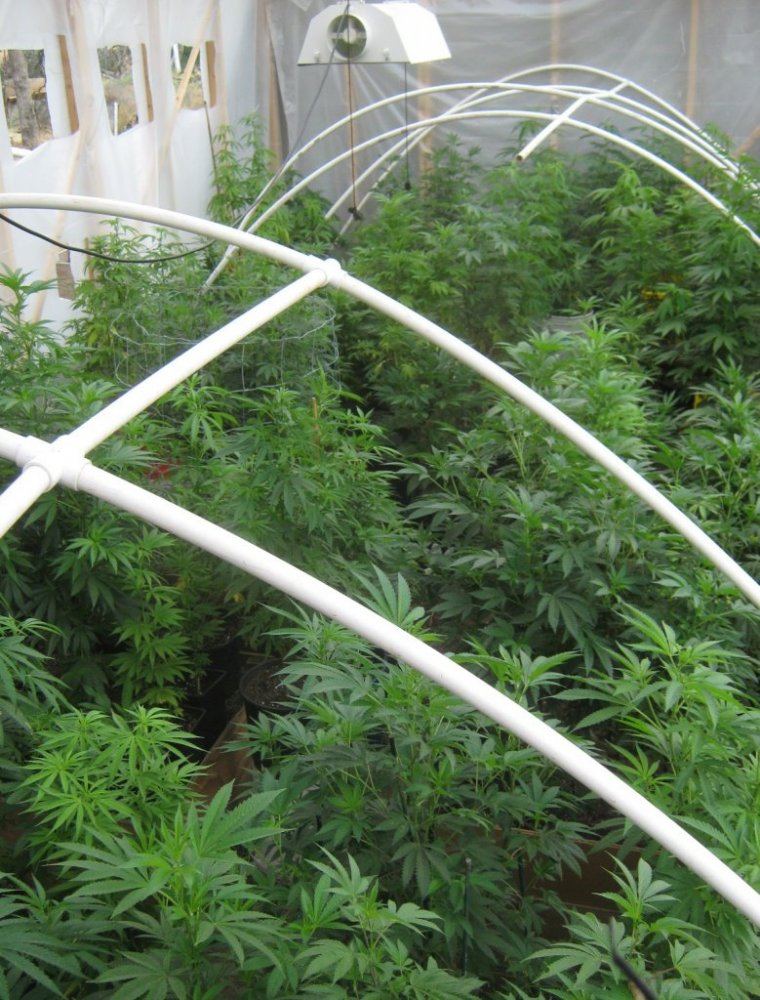 Greenhouse57