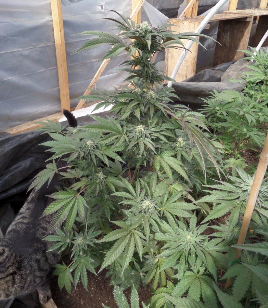 Greenhousecookie330