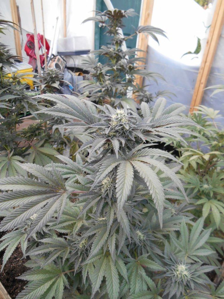 Greenhousecooks44