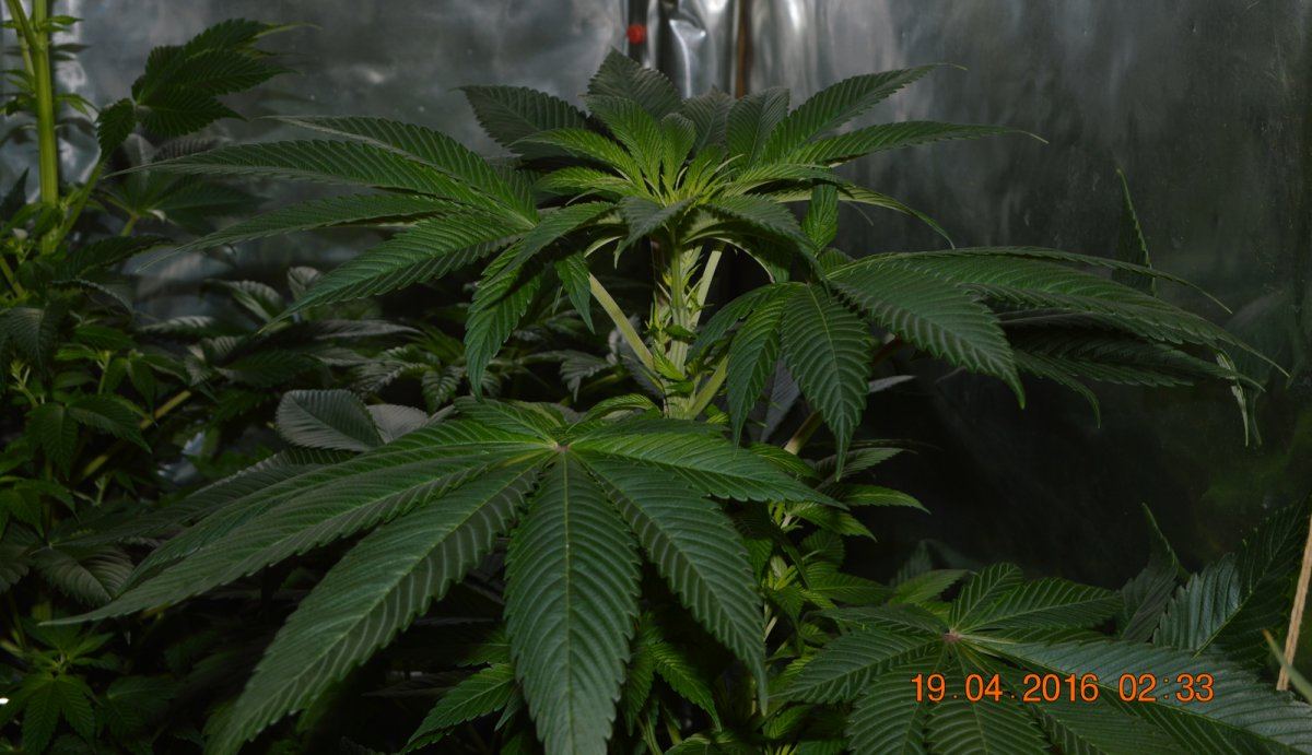 Greenie