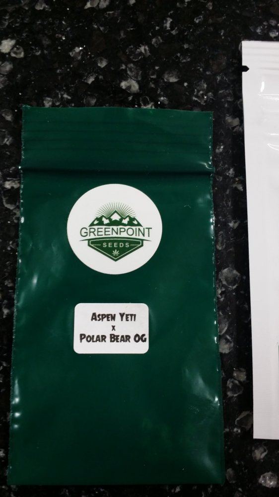 Greenpoint seeds  aspen yeti x polar bear og    hydro  led    by mrchocolate 2
