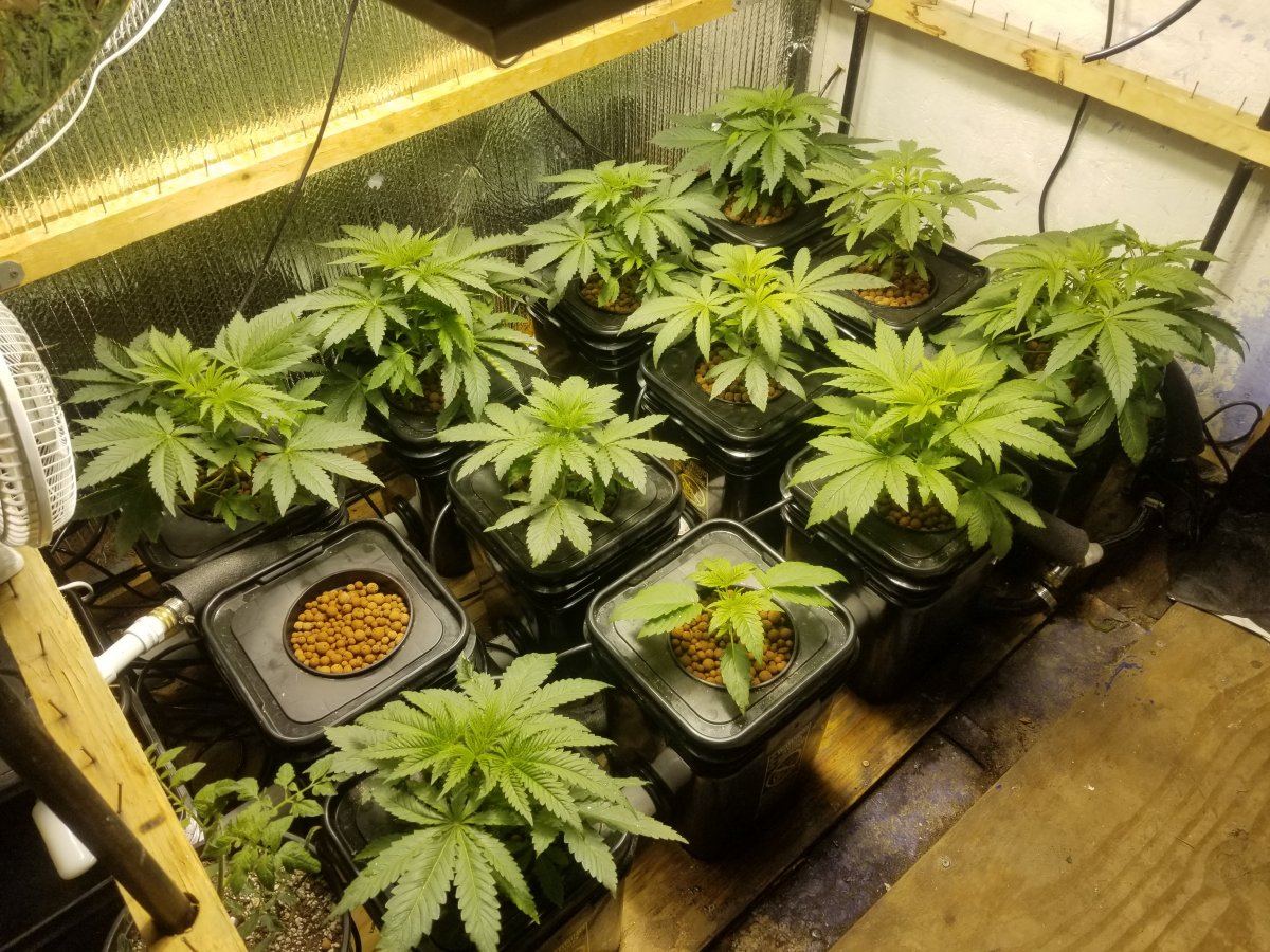 Seedlings by Greenpoint seeds