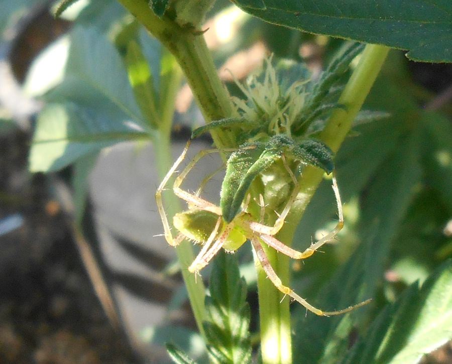 Greenspider