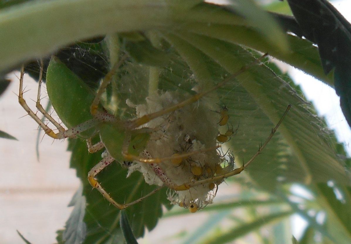 Greenspiderandbabies
