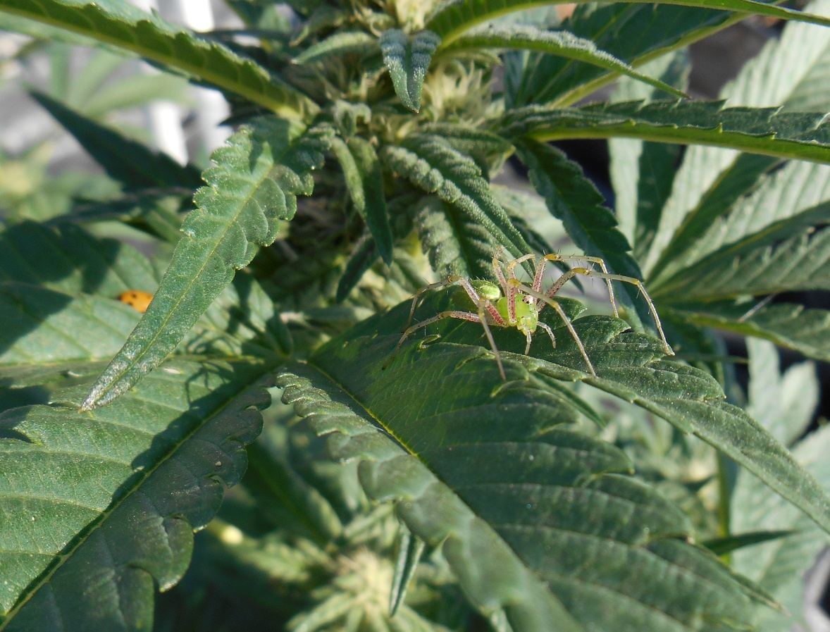 Greenspiderandladybug