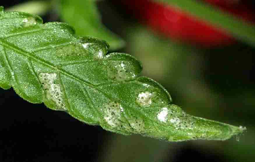 Grey spots leafjpg