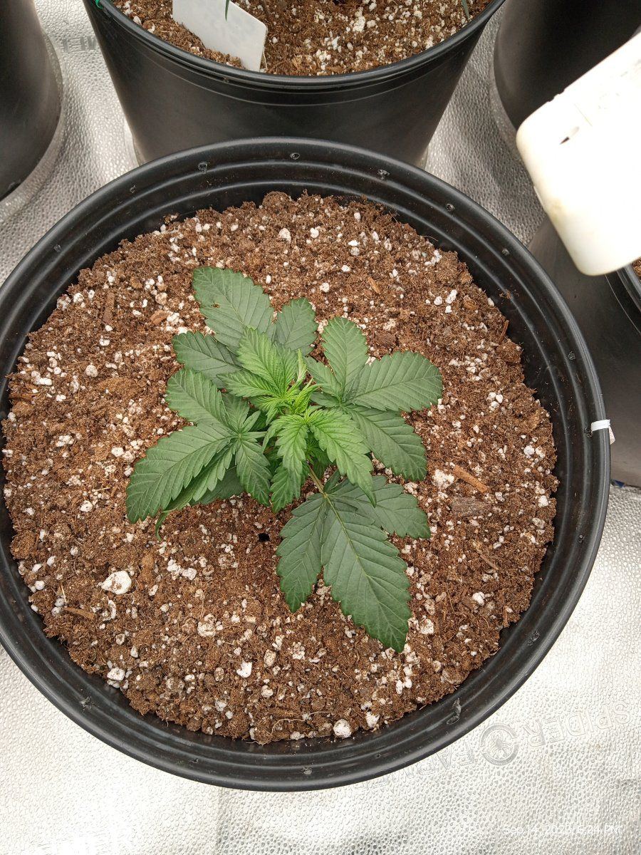 Grizzly crinkle 1