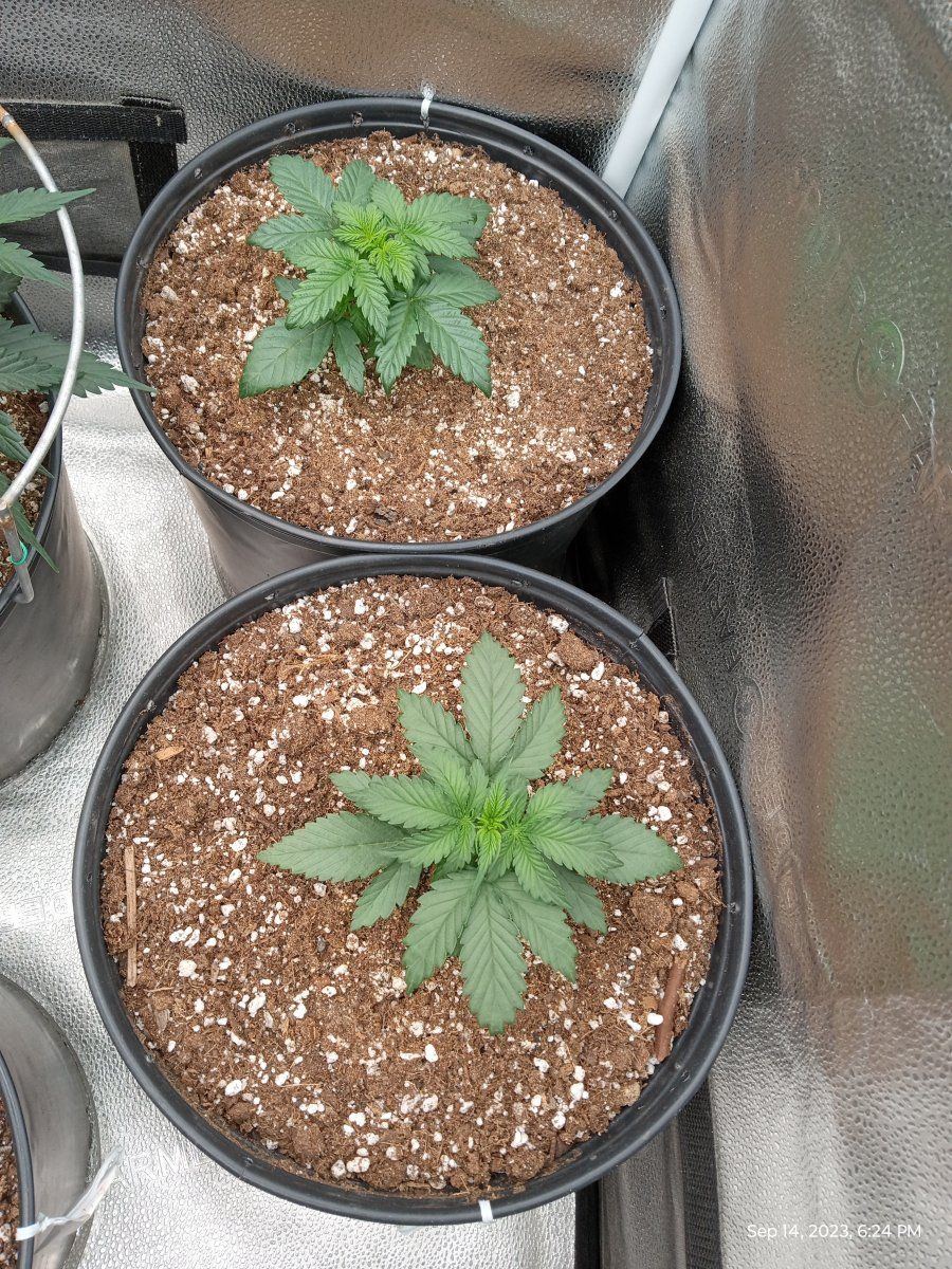 Grizzly crinkle23