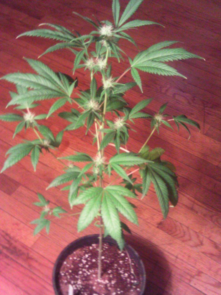GrizzlyPurpleKush4weeks