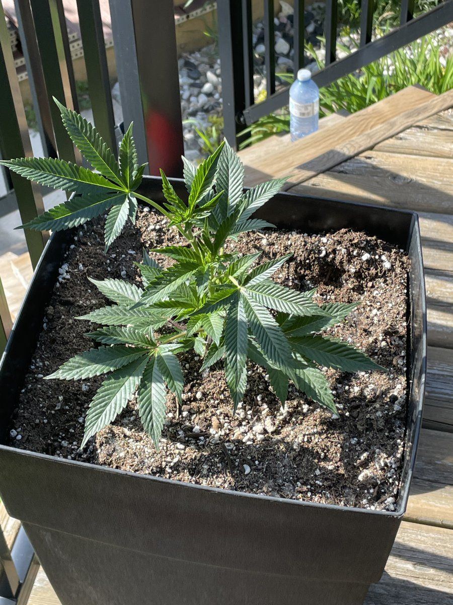 Grollz by square one genetics  outdoor 2022