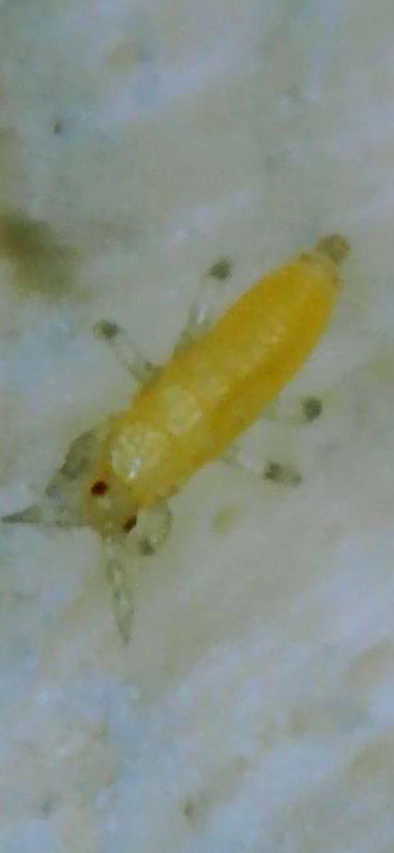 Gross yellow bugs in hydro