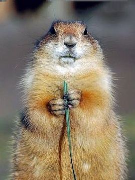 Groundhog
