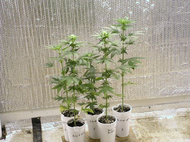 Group clones