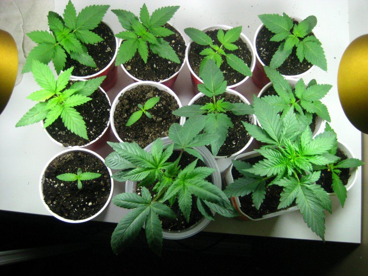 Group photo thc farm