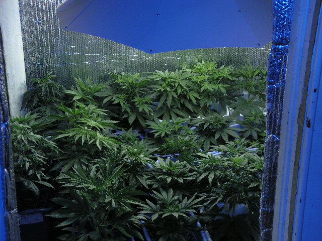 GROUP SHOT D 1 FLOWER