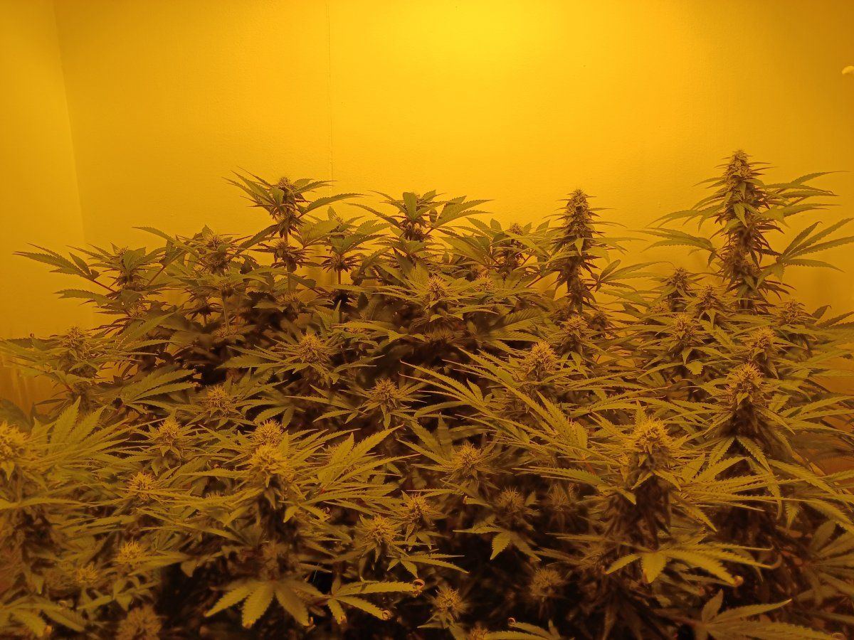Group Shot F5 3