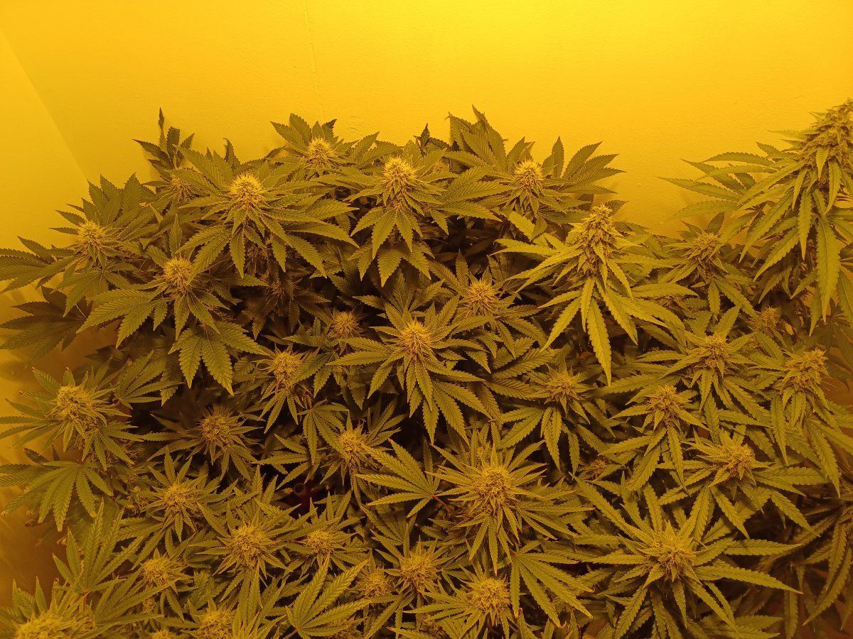 Group Shot F7 2